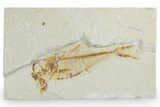 Bargain, Detailed Fossil Fish (Diplomystus) - Wyoming #357672-1